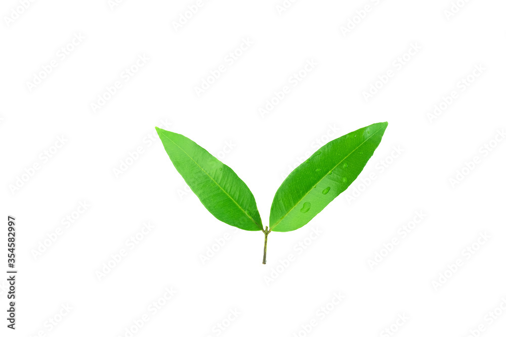 green plant isolated on white background