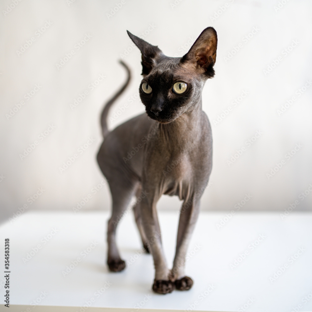 Sphynx cat stands on a white table on a white background looks away.