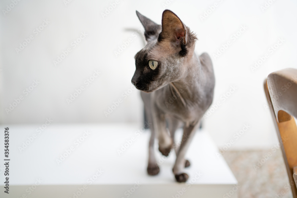 Sphynx cat stands on a white table on a white background looks away.