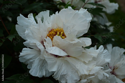 Fototapeta Naklejka Na Ścianę i Meble -  Close-up of flowers white peonies . Beautiful peony flower for catalog. Floral shop concept . Beautiful bush piones in the garden