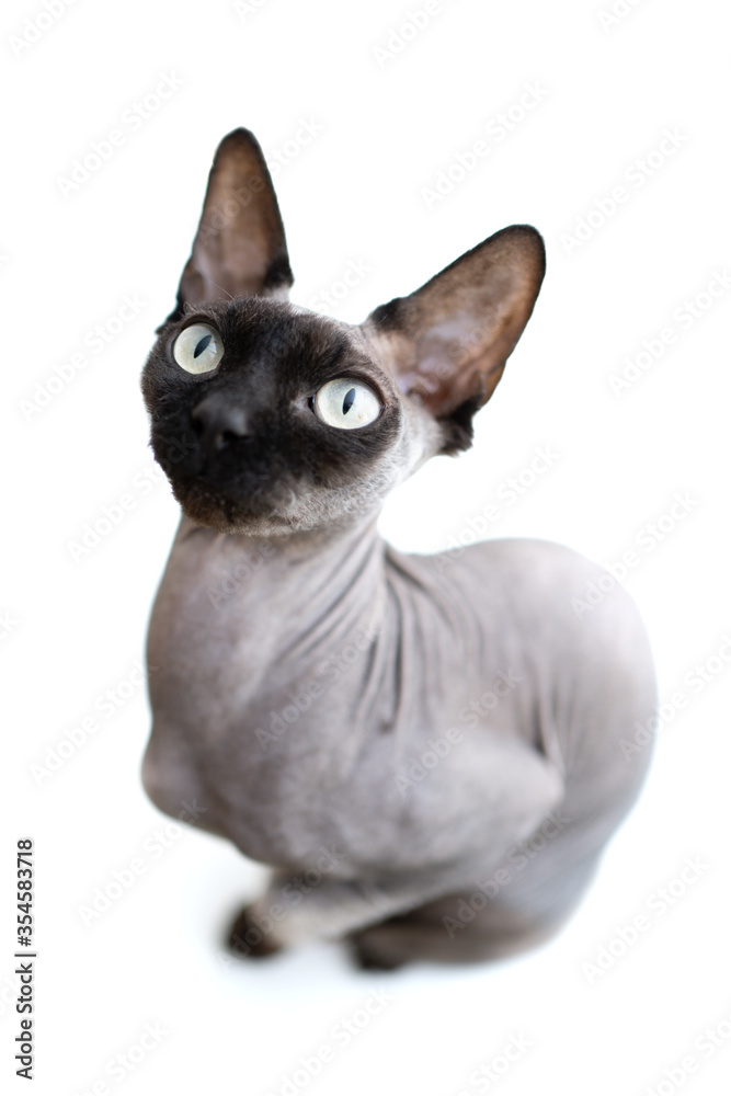 Cat on a white background close-up portrait with big eyes sits. sphynx canadian