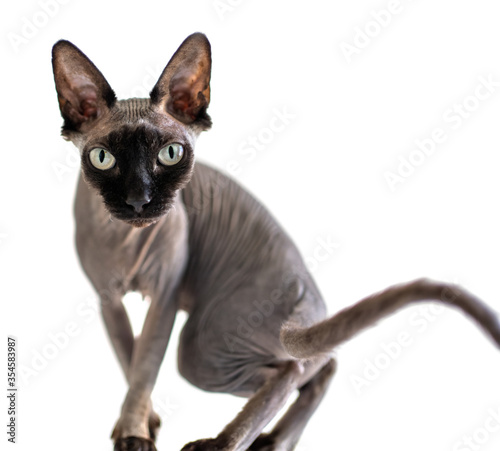 Cat on a white background a large portrait in a tense pose looks with interest. sphynx canadian photo