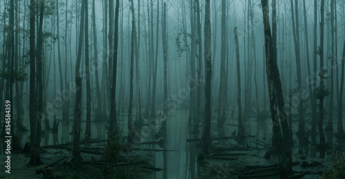 Panoramic view of empty, misty swamp in the moody forest with copy space photo