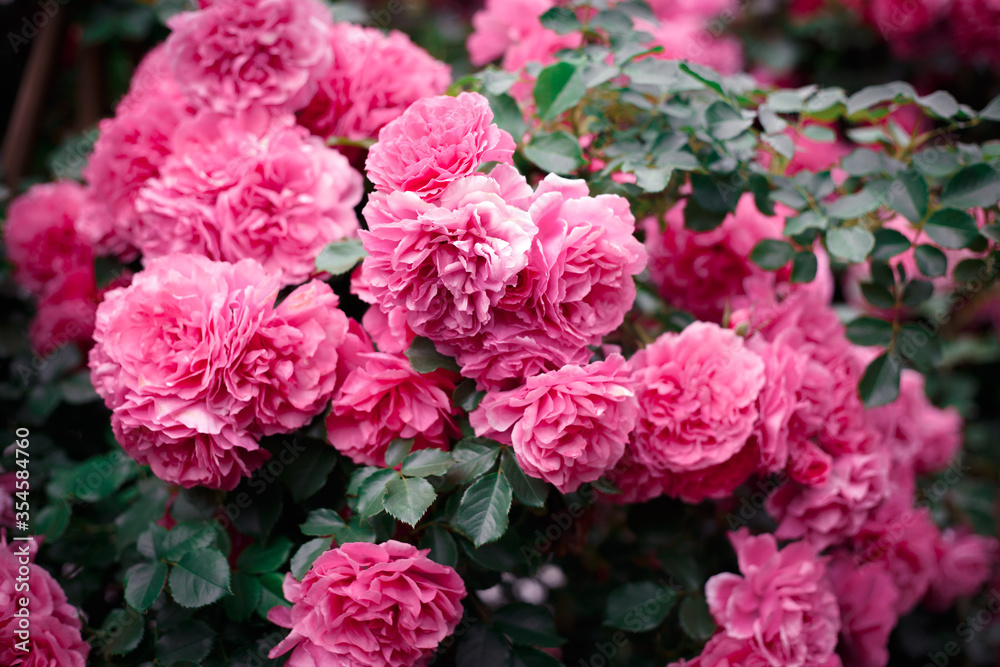 Pink roses. Background of blooming roses. garden of roses. Nature. Pink roses. Background of blooming roses. garden of roses. Nature.