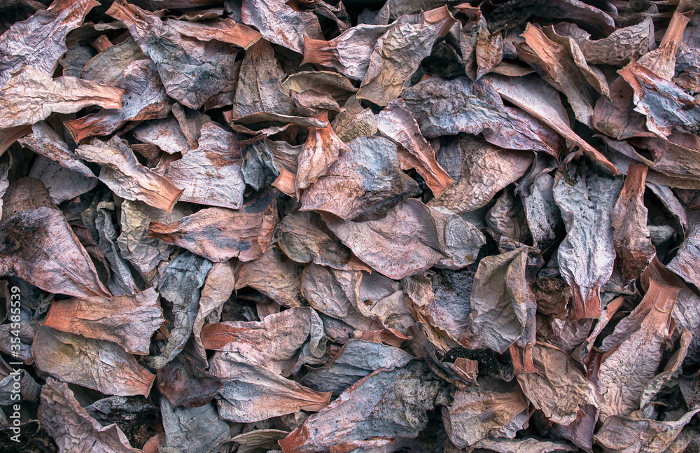 background of dry leaves