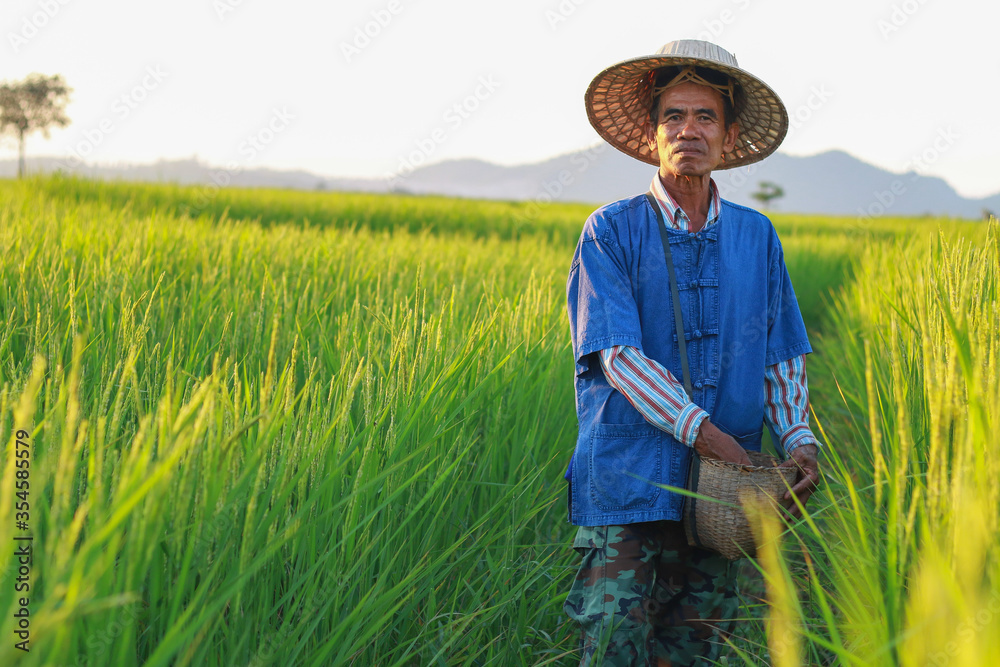 Asian farmer working on rice field manure fertilizer