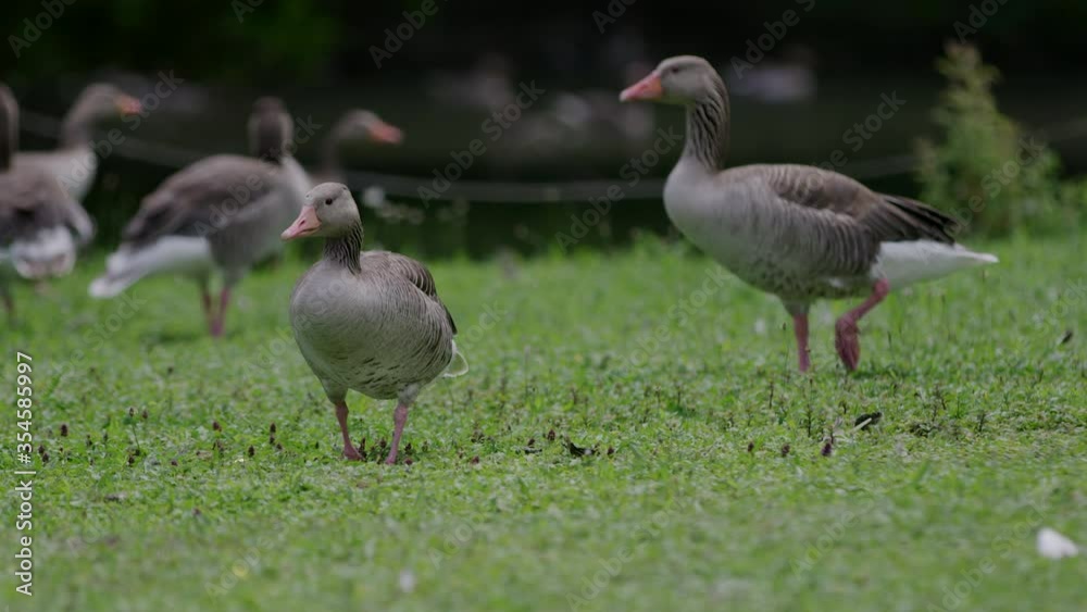 Munich wildlife, ducks wandering around shot on telephoto at 6K with RED Helium 8K with 70-200
