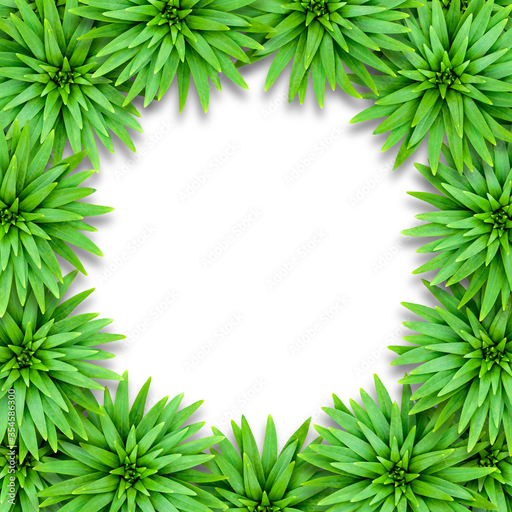 Natural background of lily leaves on a white background. Tropical style. Template for summer decoration.