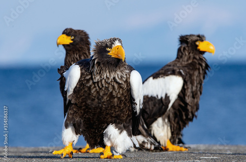 Adult Steller`s sea eagle. Close up portrait. Scientific name: Haliaeetus pelagicus. Blue background. photo