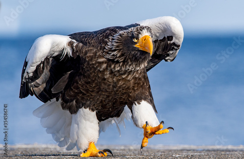 Fototapeta Adult Steller`s sea eagle