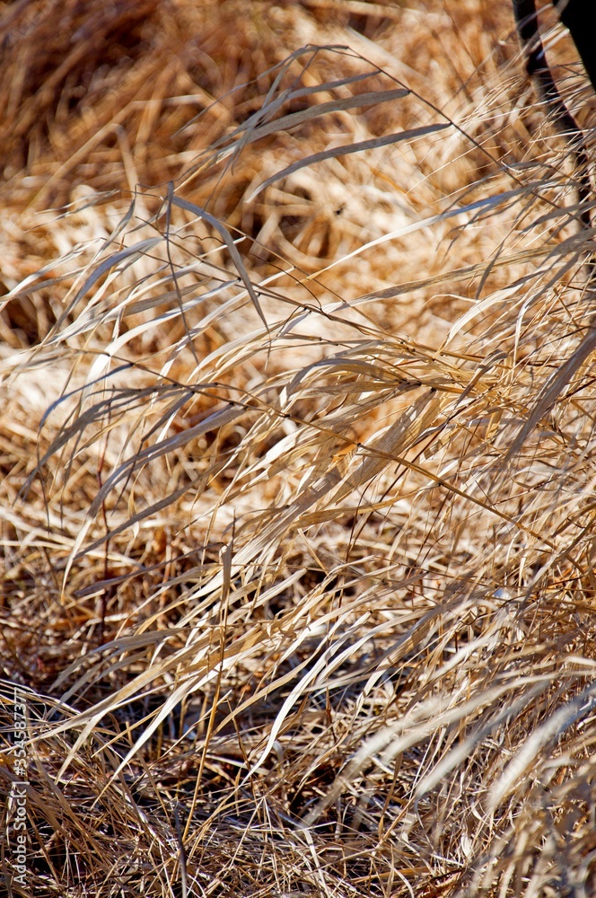 dry grass background dry grass background