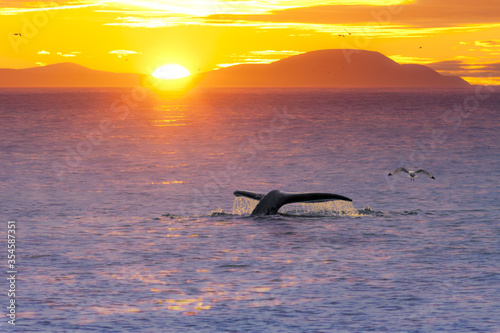 Amazing landscape with sunrise over the sea. Near the big tail of a gray whale, a sea gull soars. Beautiful dawn seascape. Wildlife of the Arctic. Bering Sea, Pacific Ocean. Chukotka, Far East Russia. © Andrei Stepanov