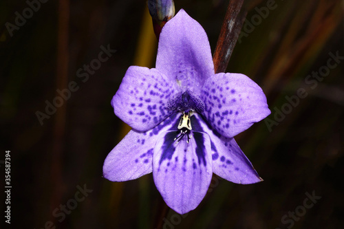 Australian wildflower: Blue flower of the rare Babe-in-a-cradle orchid, Epiblema grandiflorum, an endemic terrestrial orchid species growing in spring in Southwest Western Australia, close-up photo