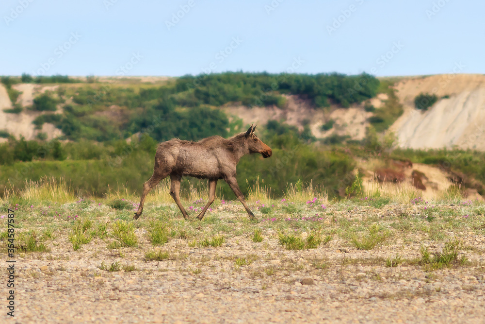 Elk (Alces alces). Running female moose. Wild animal in a natural habitat. Wildlife of Chukotka. Siberia, Far East of Russia.