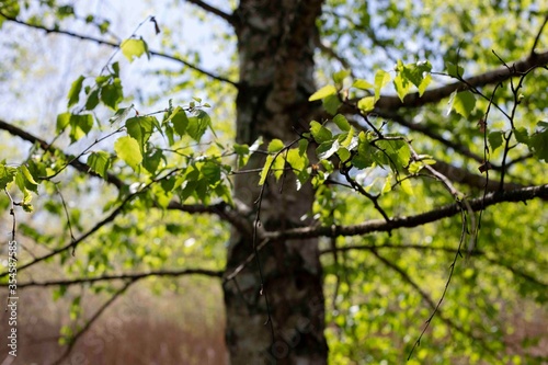 Fototapeta Naklejka Na Ścianę i Meble -  brzoza tree brich  白樺