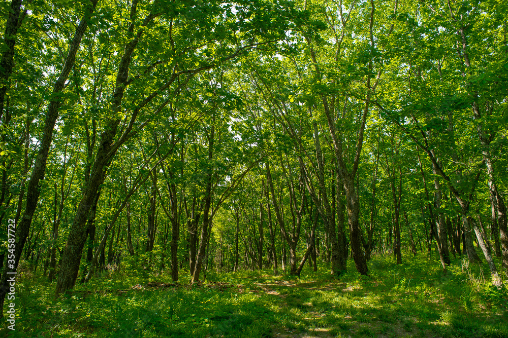 A path in the forest lit by the sun A path in the forest lit by the sun