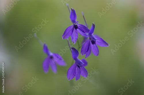 Background with purple wildflower, Forking larkspur, Consolida regalis