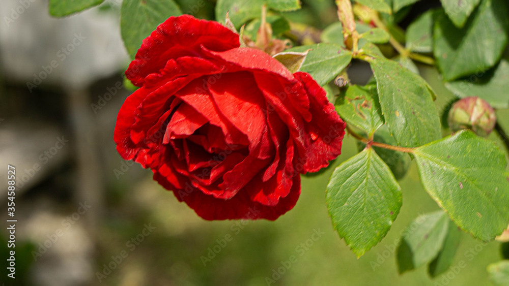 Obraz premium Red rose , closeup 