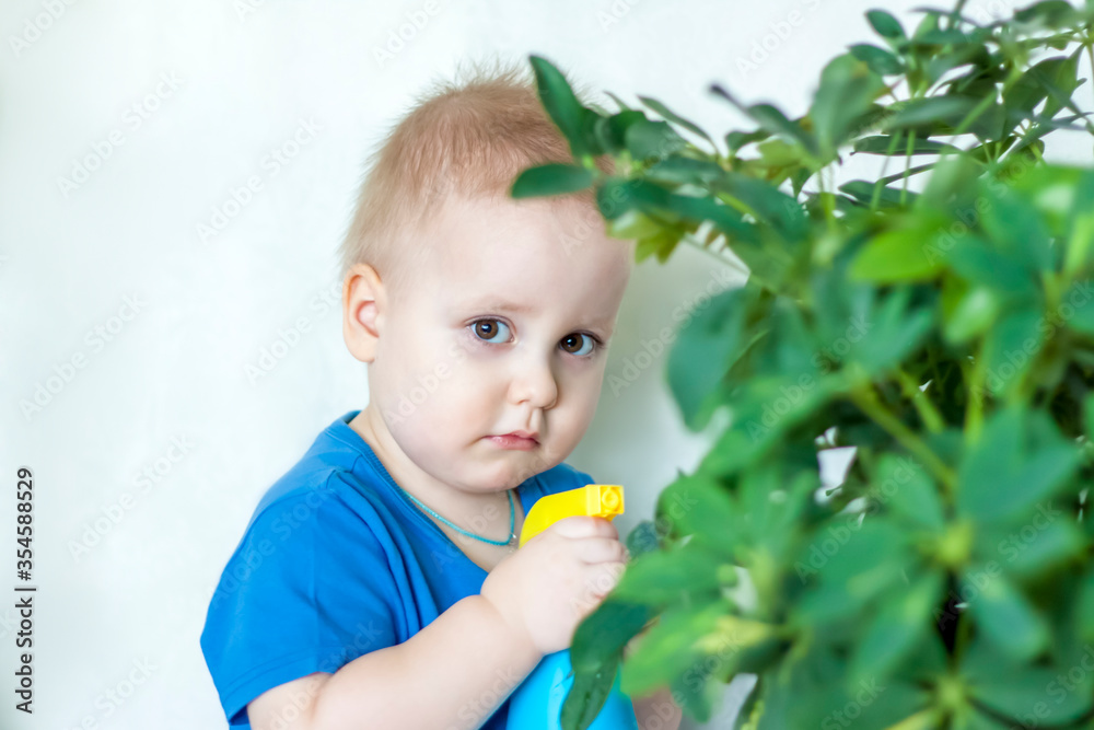 The child helps to take care of indoor plants. The boy sprays on the leaves with a bullet gun. Care of plants. The child helps to take care of indoor plants. The boy sprays on the leaves with a bullet gun. Care of plants.