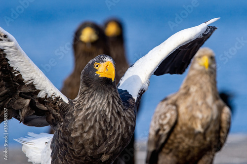 Adult Steller`s sea eagle. Close up portrait. Scientific name: Haliaeetus pelagicus. Blue background. photo