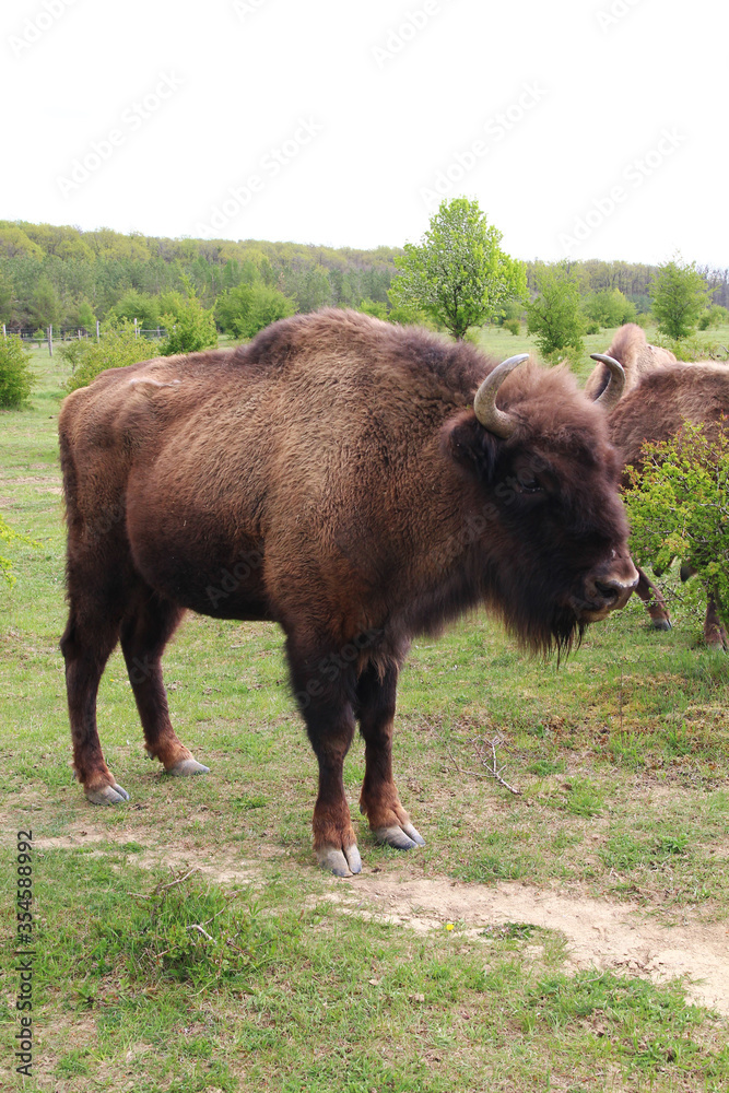 A male European bison who is a part of bison bonasus herd living wild in Milovice (CZ) nature reserve large enclosure. Bisons have been taken here from Poland in 2015 for conservation grazing.