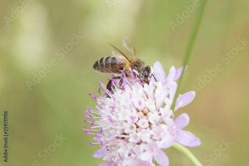 Bee pollinating a lilac flower. © DaniRodri