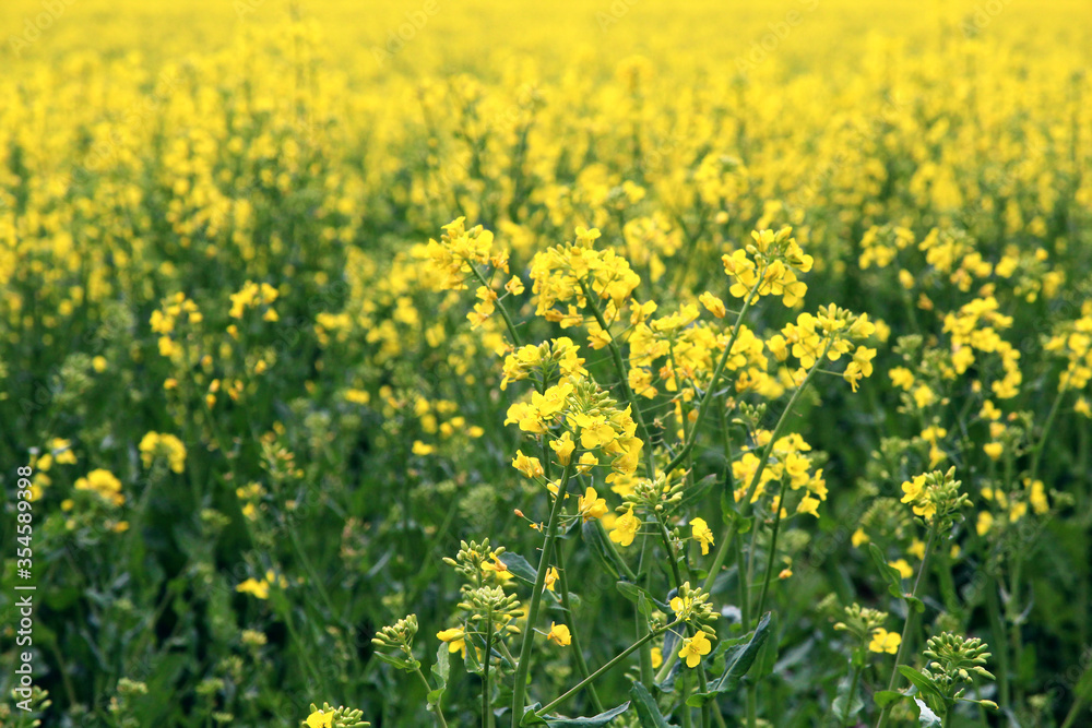 A field of a mustard yellow plant called rapeseed near the Chotuc hill in th Central Bohemian region.