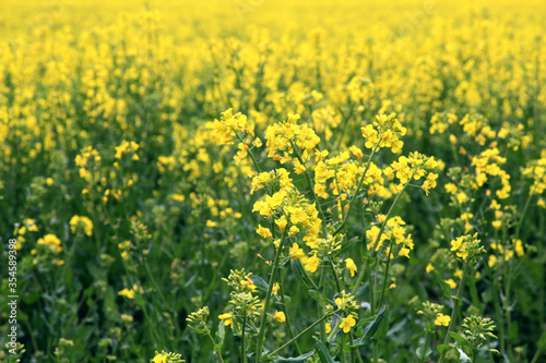 A field of a mustard yellow plant called rapeseed near the Chotuc hill in th Central Bohemian region.