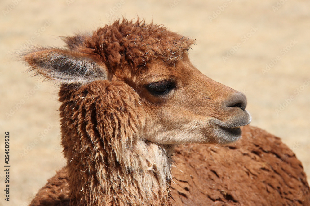 Portrait of cute and adult alpaca in peruvian farm