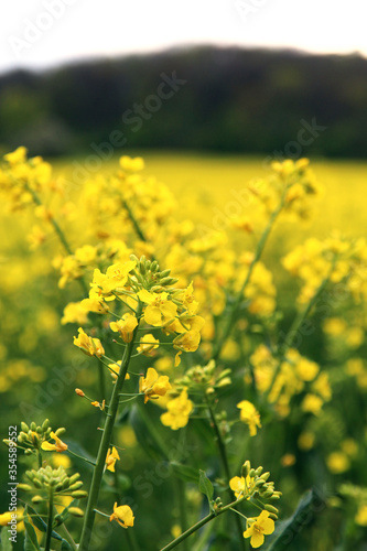 A field of a mustard yellow plant called rapeseed near the Chotuc hill in th Central Bohemian region. A closeup of an isolated plant in the foreground and whole field and  Chotuc in the background. photo