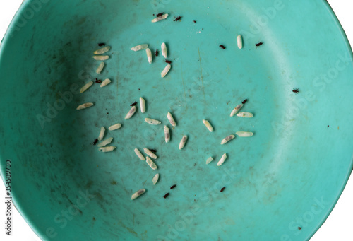 Close up Insects in rice ( Tribolium castaneum ) lesser grain weevil, rice weevil in a dish.