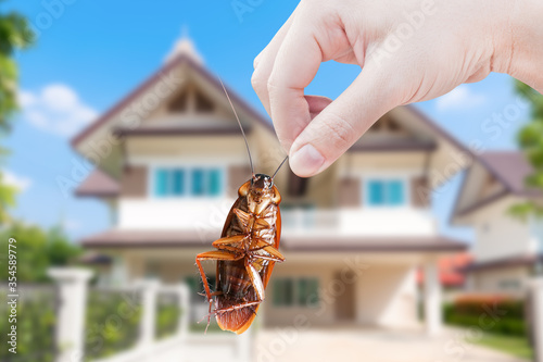 Hand holding Cockroach on house background, eliminate cockroach in house,Cockroaches as carriers of disease photo