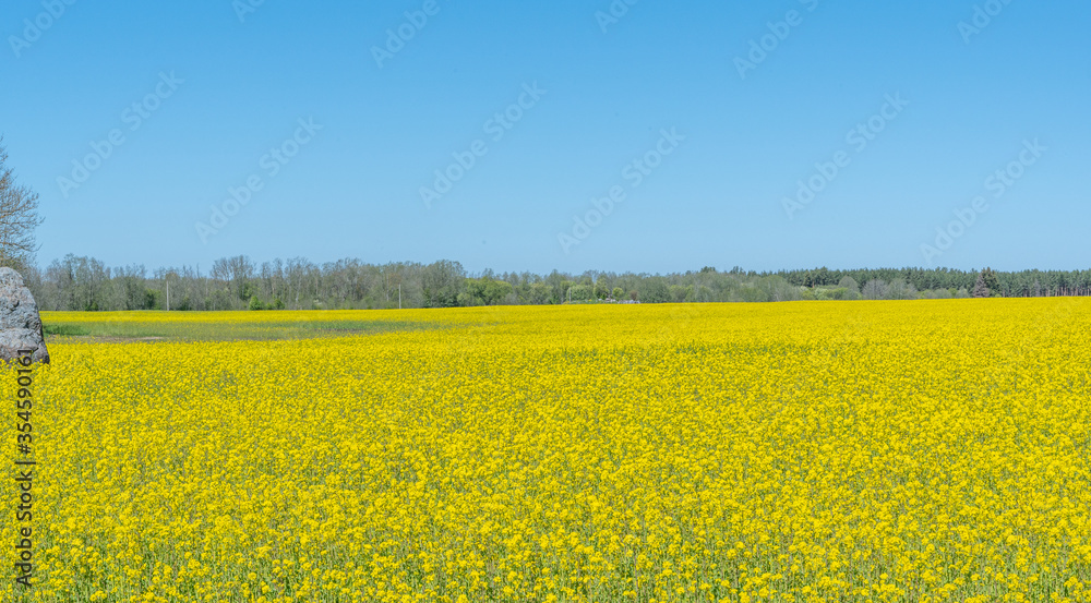 rapeseed field with blue sky rapeseed field with blue sky