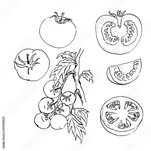 vector sketch set of tomatos. outline drawing