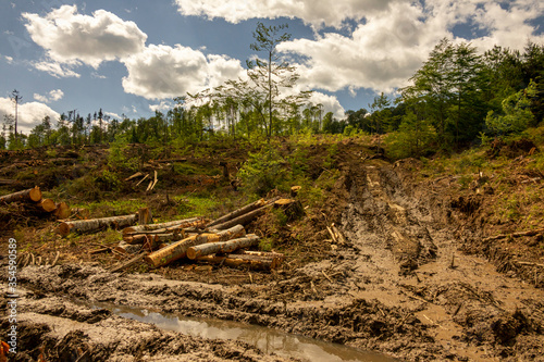 Windfall in forest. Storm damage