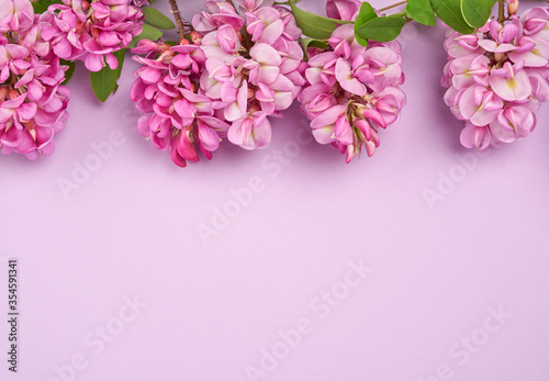 flowering branch Robinia neomexicana with pink flowers on a purple background photo