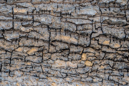 The bark is the outermost layer of the trunk tree texture.