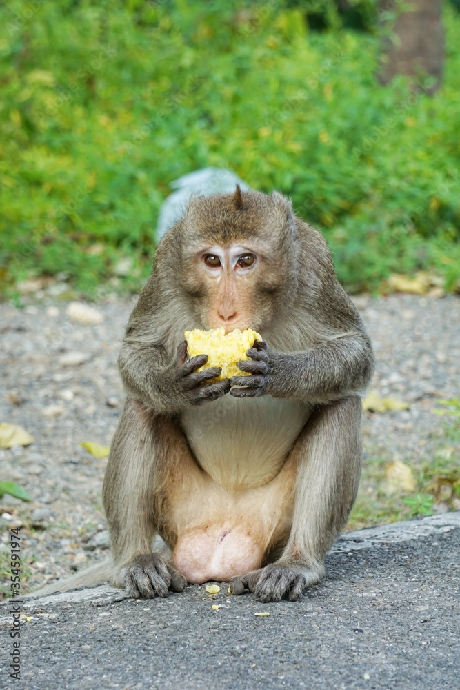 Fototapeta premium The monkey in nature.