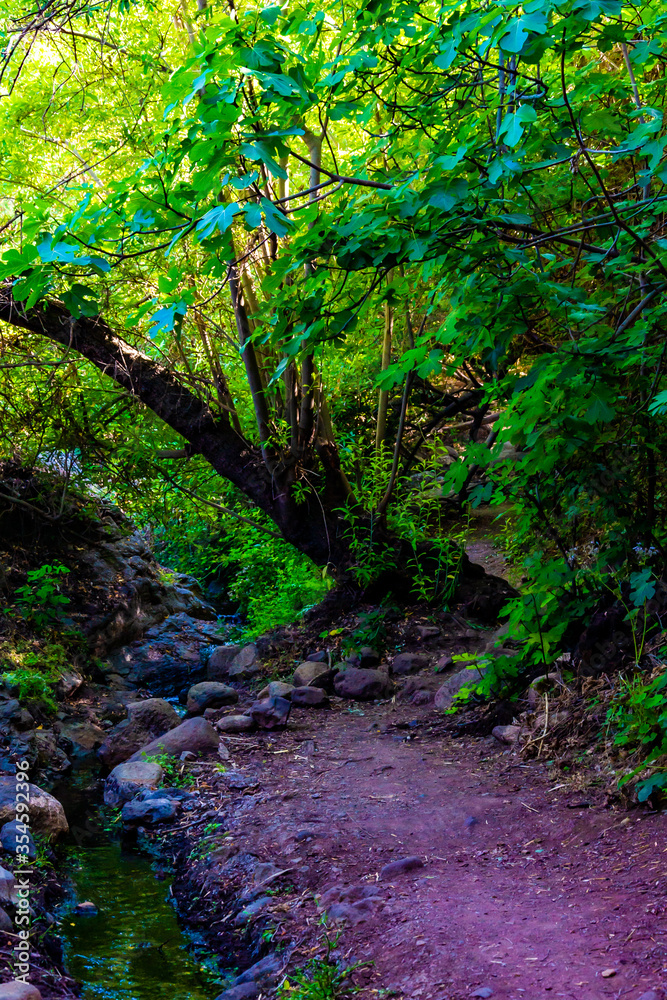 Fototapeta premium green forest in a natural setting of the canaries with a sun water channel and beautiful wild plants.