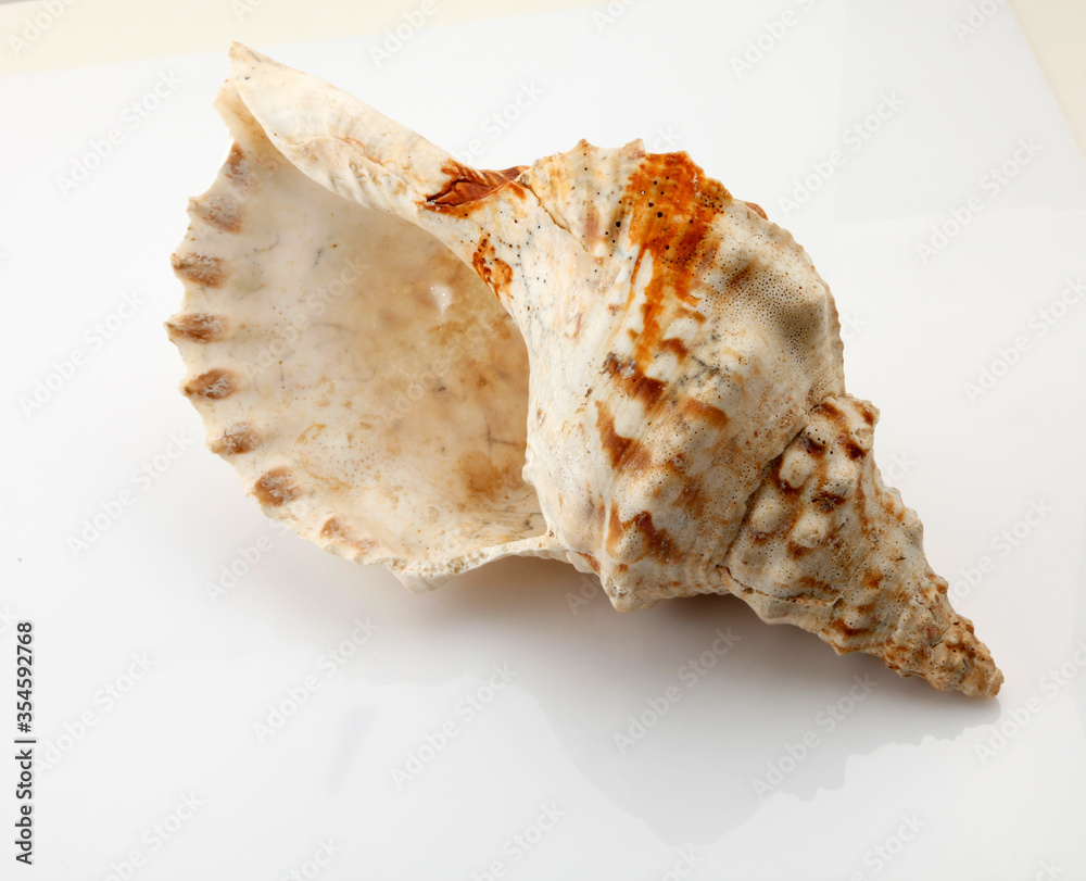 Concha de mar aislado en blanco. Sea shell isolated on white