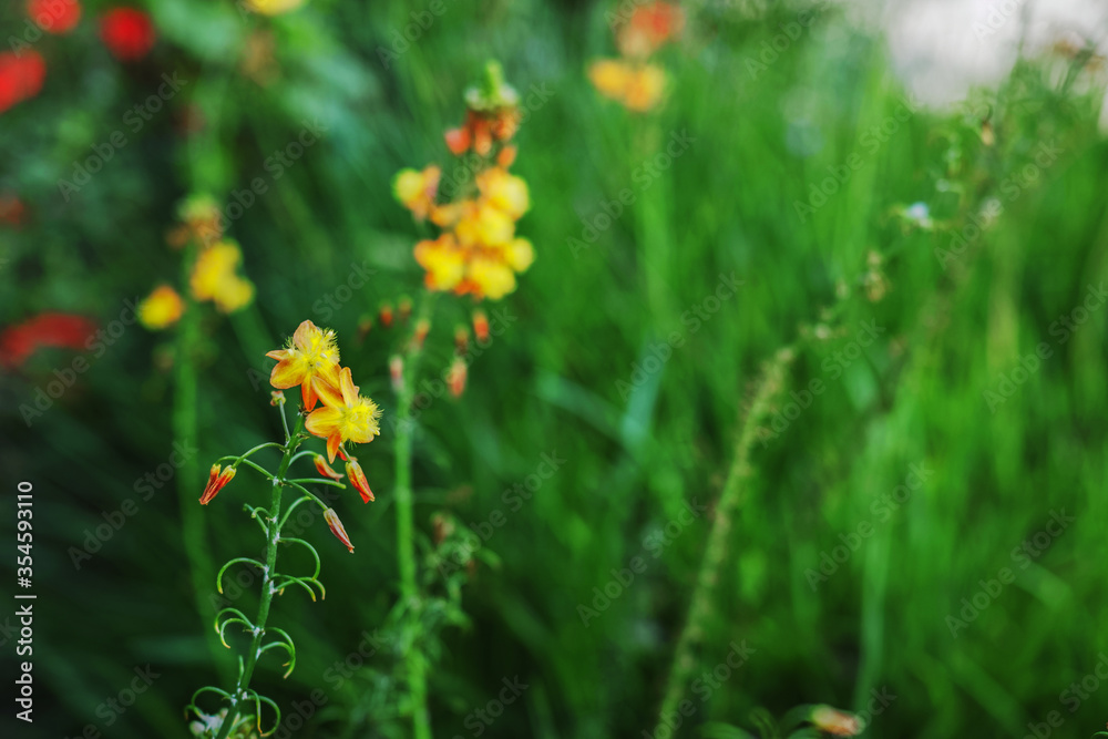 緑の草地背景のオレンジ色に黄色が目立つハナアロエの花