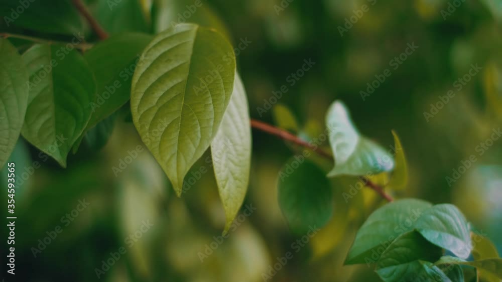 The wind blows green leaves of the trees The wind blows green leaves of the trees