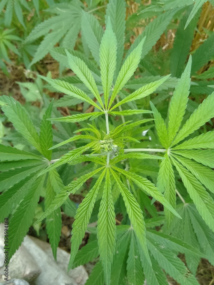 marijuana leaf background marijuana leaf background