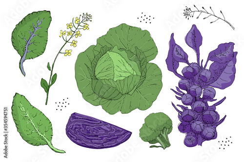 Vector set with fresh white cabbage, purple cabbage, green broccoli, purple brussels sprouts, leaves, seeds and yellow flowers. Isolated natural elements on white background. Summer, autumn harvest.