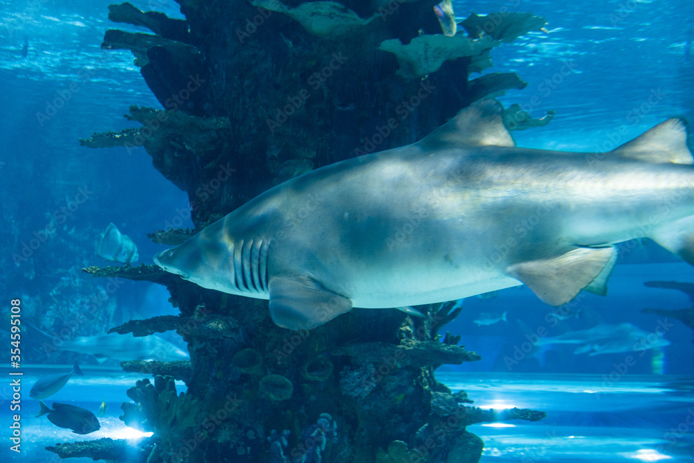 Obraz premium shark in aquarium