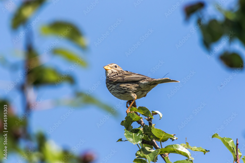 Corn bunting (Emberiza calandra)