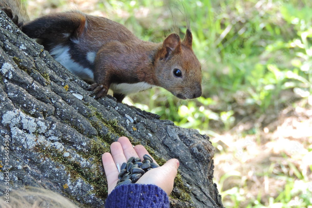 Fototapeta premium squirrel in a park on a tree eats sunflower seeds 