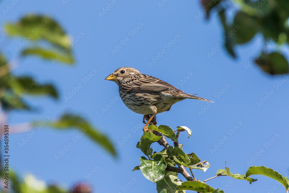 Corn bunting (Emberiza calandra)
