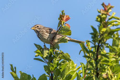 Obraz na płótnie Corn bunting (Emberiza calandra) w salonie