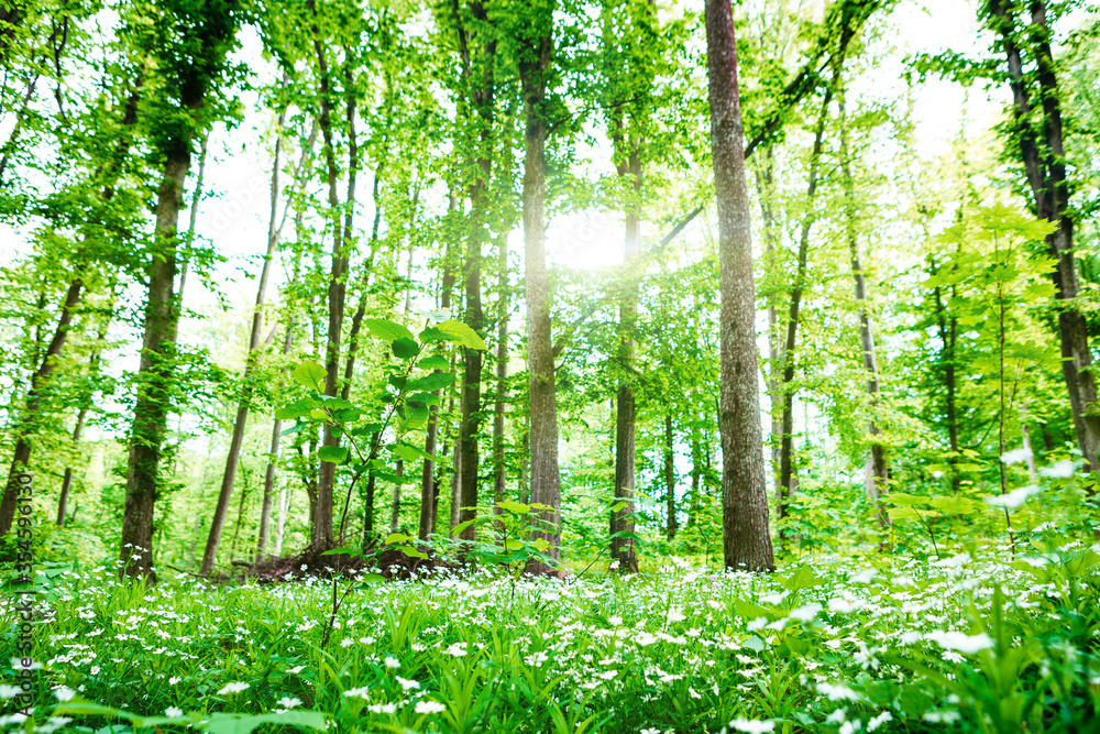 forest trees nature green wood sunlight backgrounds.. forest trees nature green wood sunlight backgrounds..